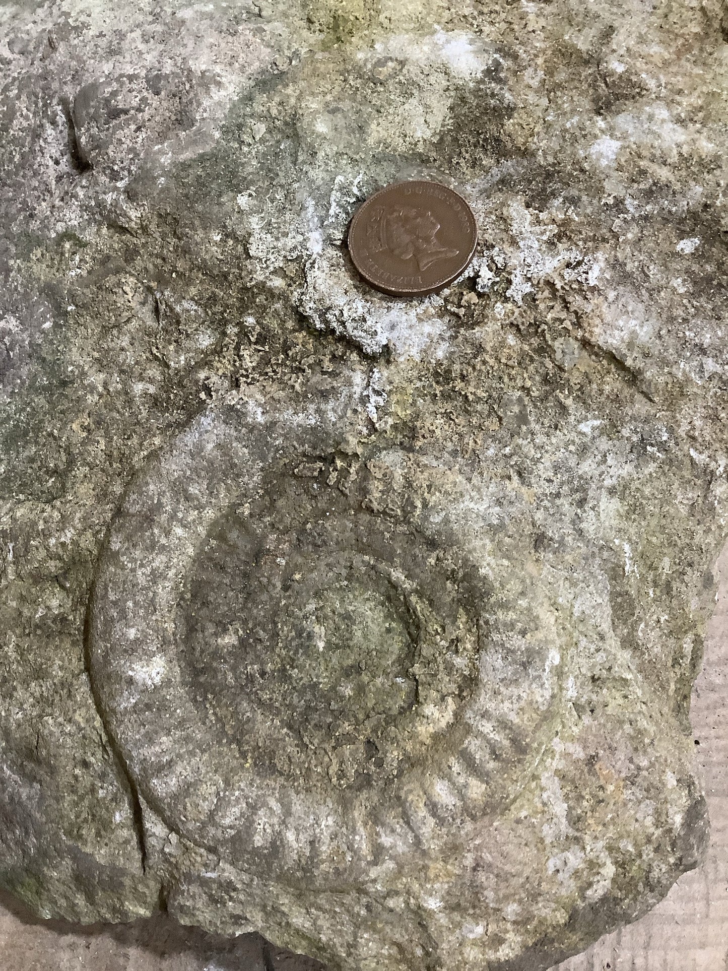 100mm Attractive Naturally Weathered Jurassic Limestone Stone Ammonite Fossil