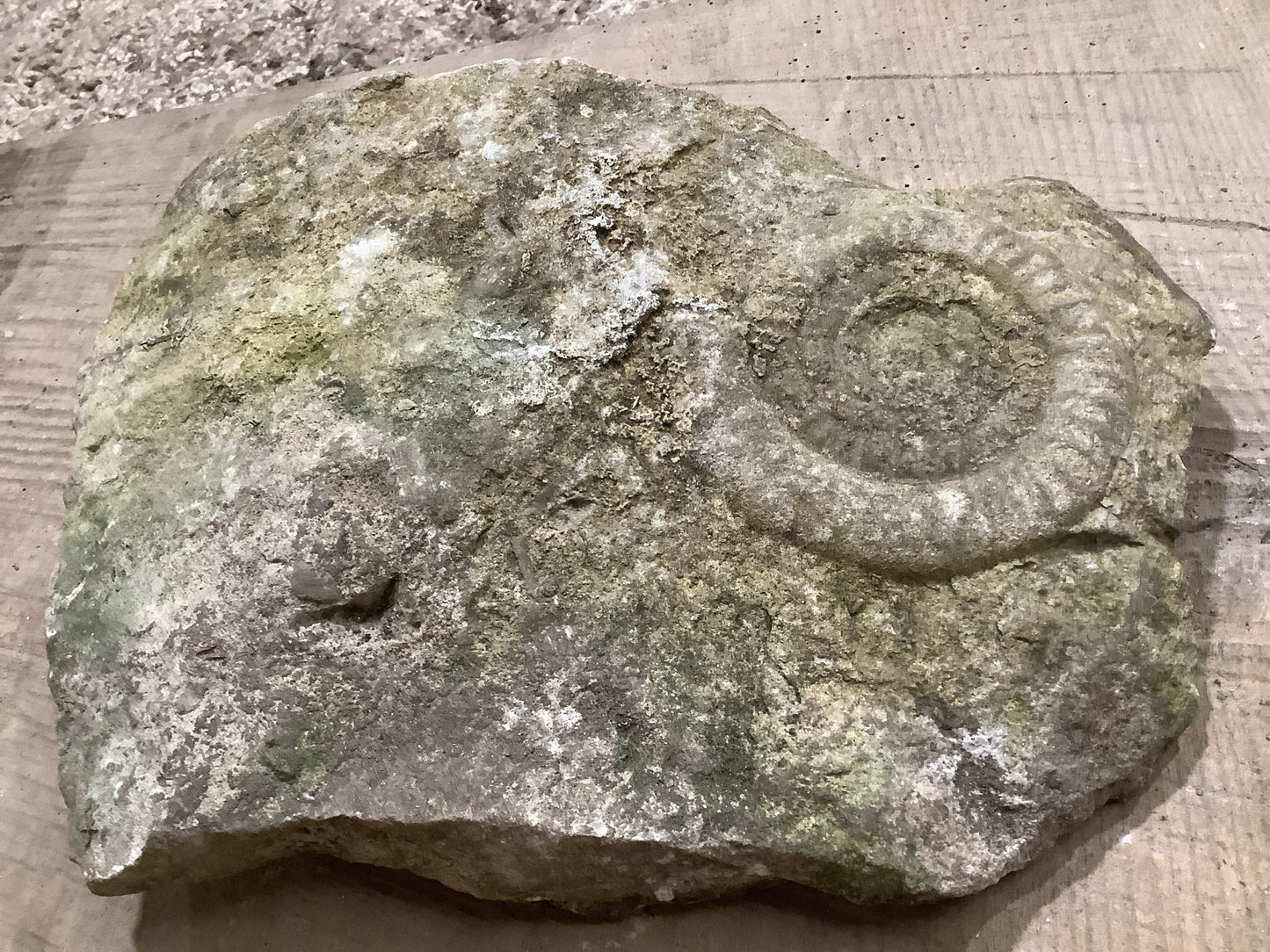 100mm Attractive Naturally Weathered Jurassic Limestone Stone Ammonite Fossil