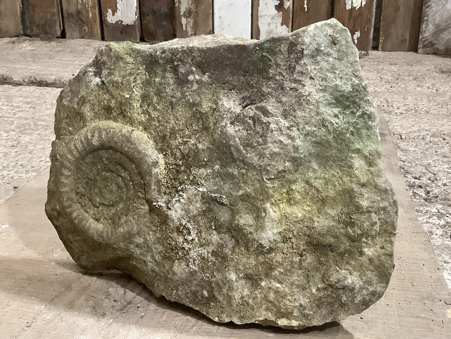 100mm Attractive Naturally Weathered Jurassic Limestone Stone Ammonite Fossil