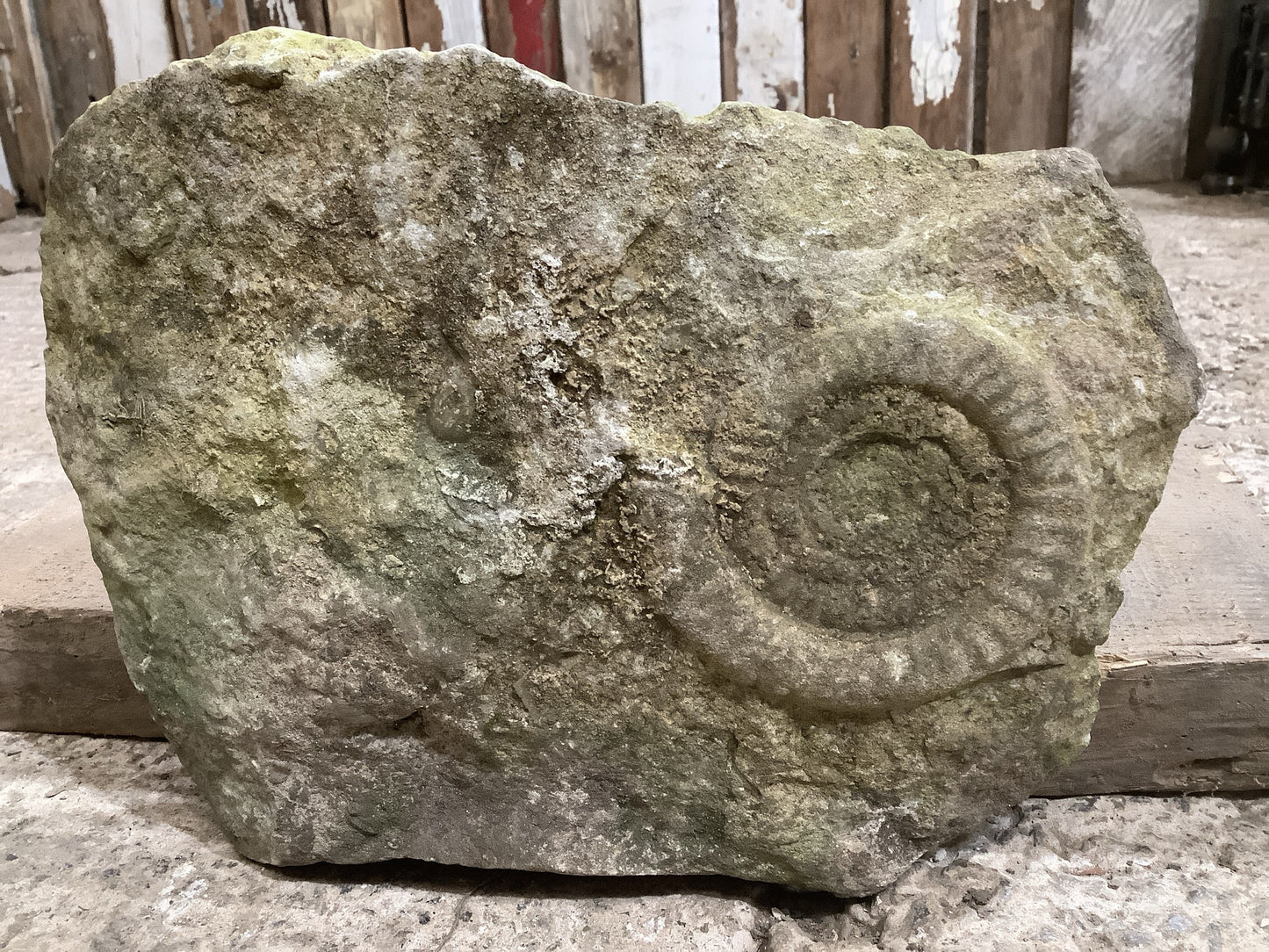 100mm Attractive Naturally Weathered Jurassic Limestone Stone Ammonite Fossil