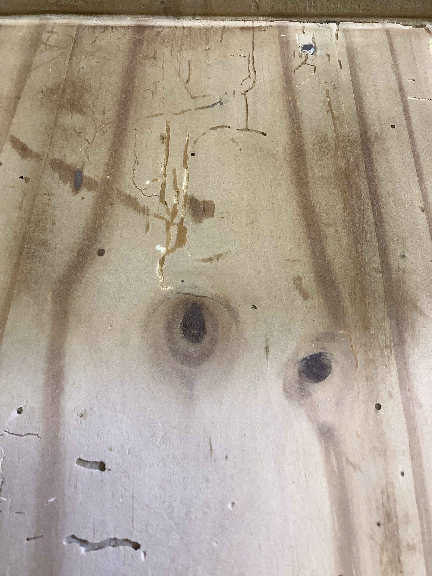 Treated wood worm damage