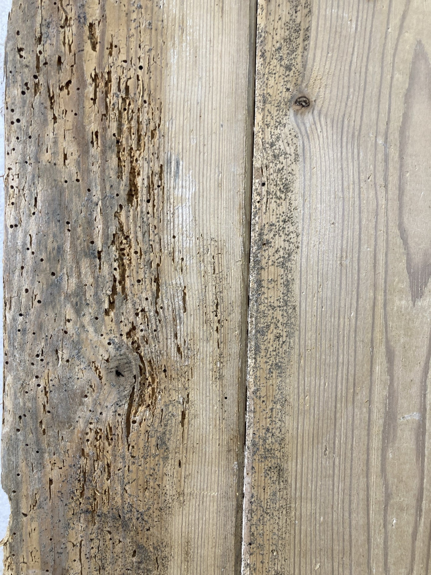 10th Picture showing wood worm