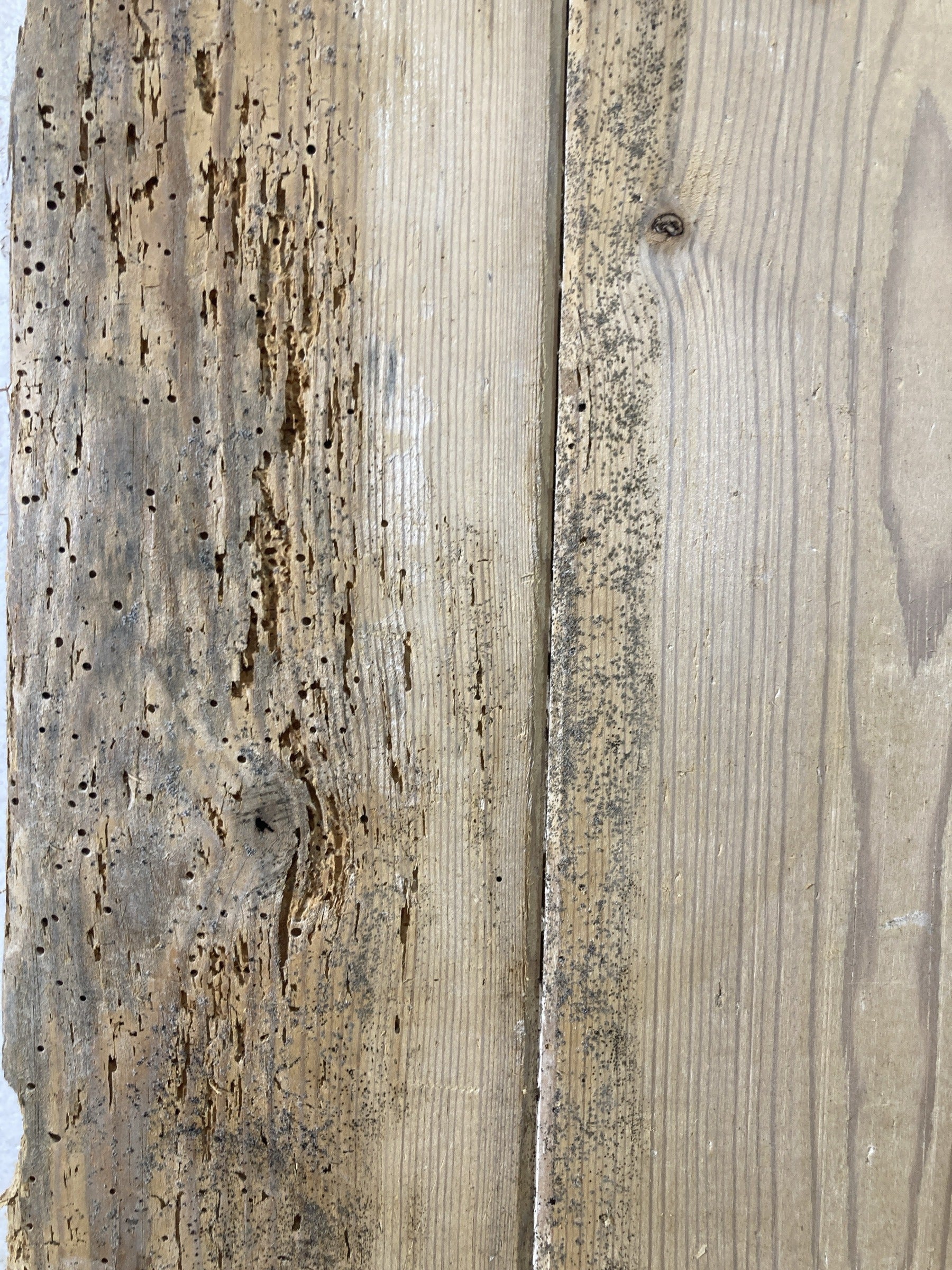 10th Picture showing wood worm