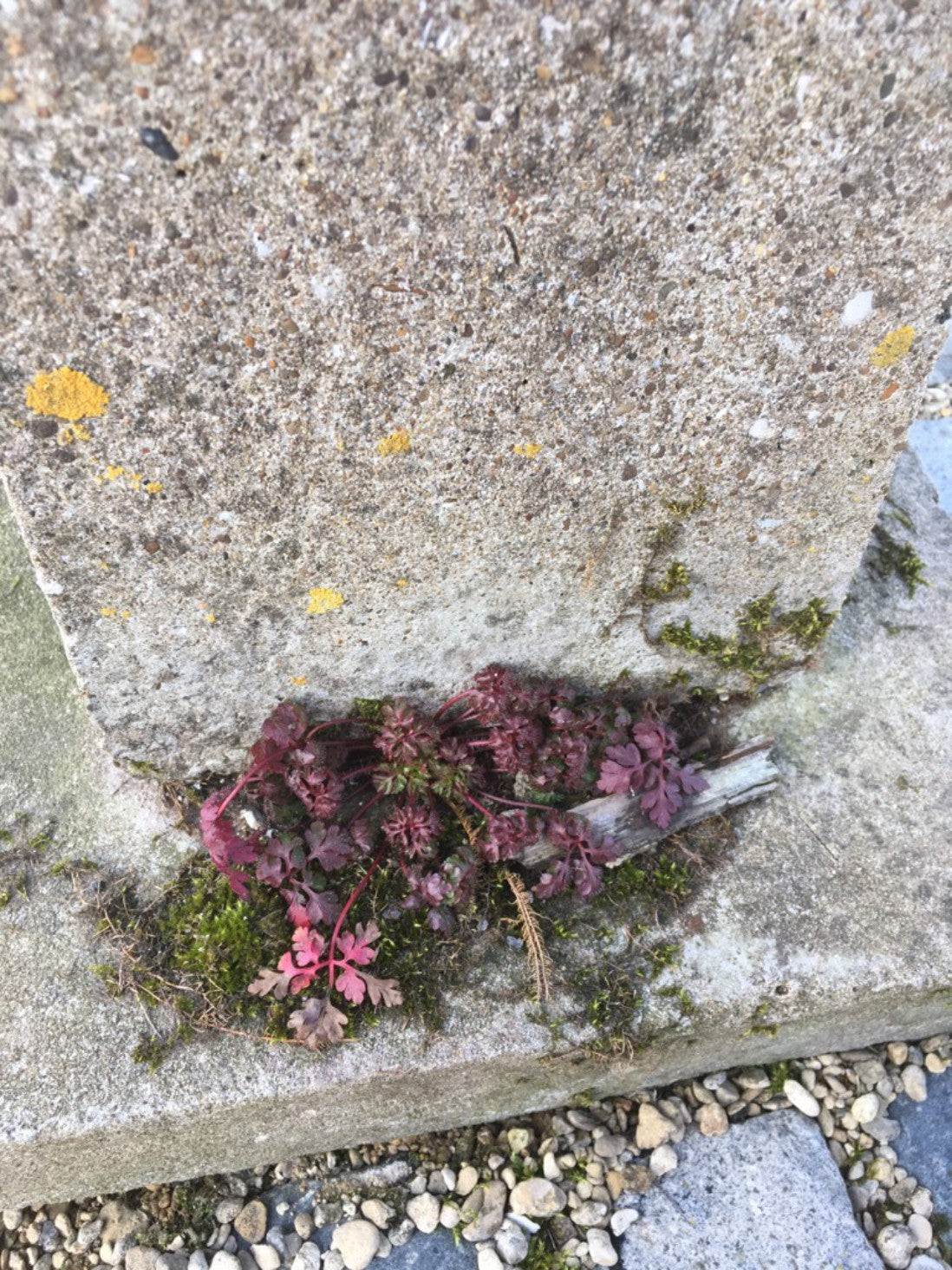 Salvaged Old Concrete 2’9” Tall Weathered Square Bird Bath