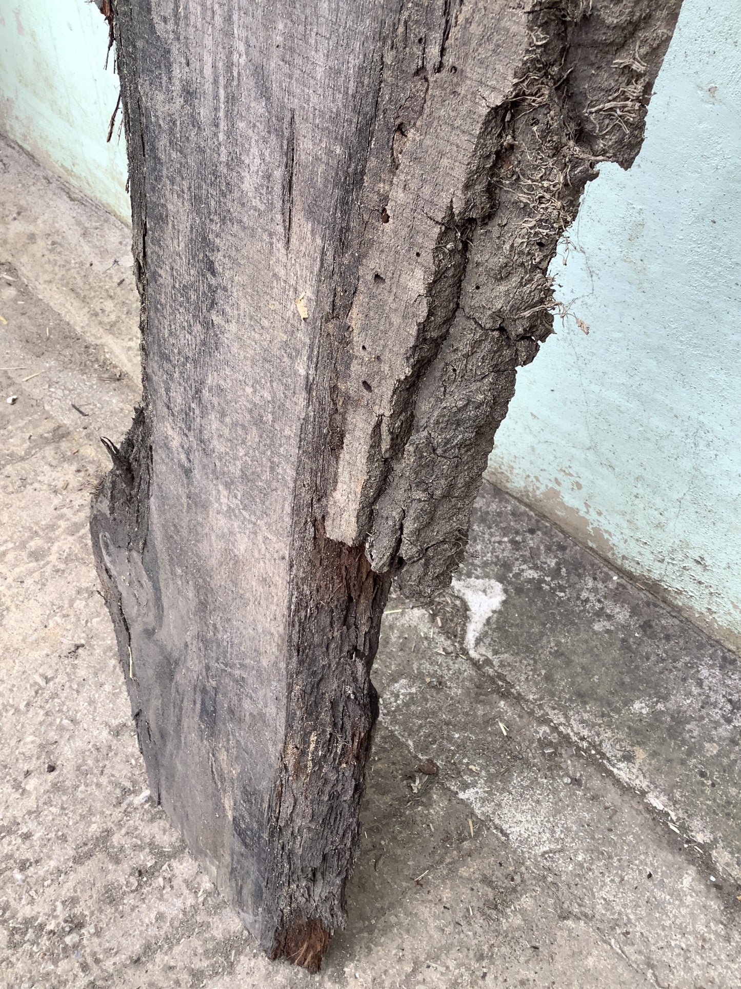 7'7" L Live Waney Edge Rustic Solid Oak Air Dried Hardwood Timber Board